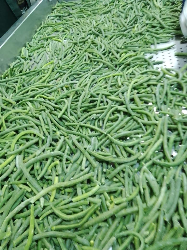 Premium IQF Egyptian Green Beans – Fresh Cut, Farm-Frozen, Export Quality