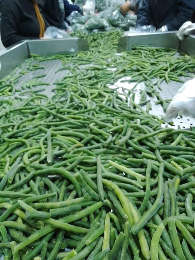 Premium IQF Egyptian Green Beans – Fresh Cut, Farm-Frozen, Export Quality