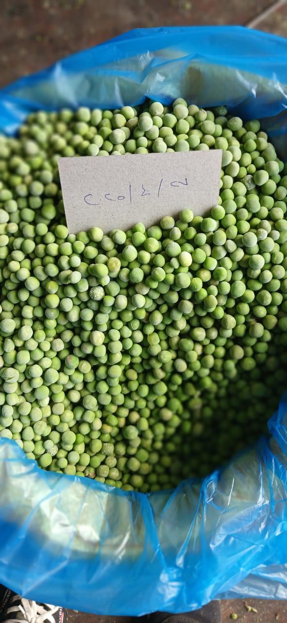 High-Quality IQF Egyptian Peas – Sweet Taste, Vibrant Color, Perfectly Processed