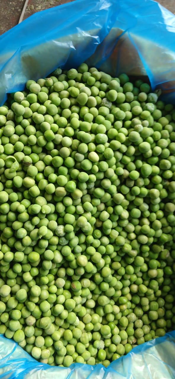 High-Quality IQF Egyptian Peas – Sweet Taste, Vibrant Color, Perfectly Processed