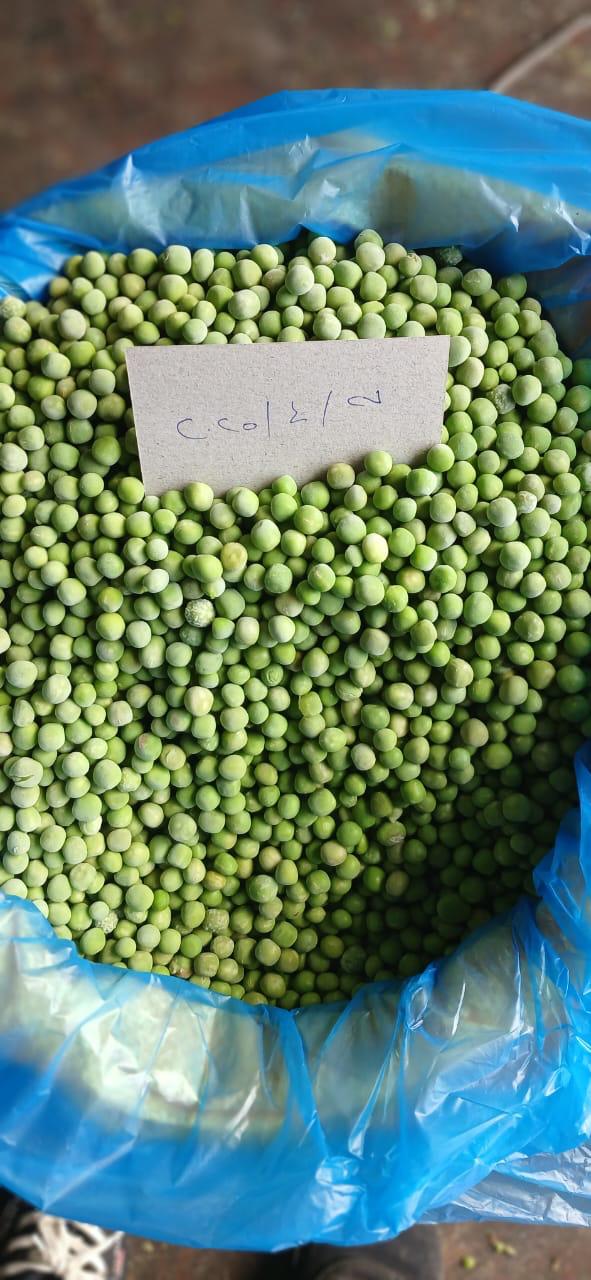 High-Quality IQF Egyptian Peas – Sweet Taste, Vibrant Color, Perfectly Processed