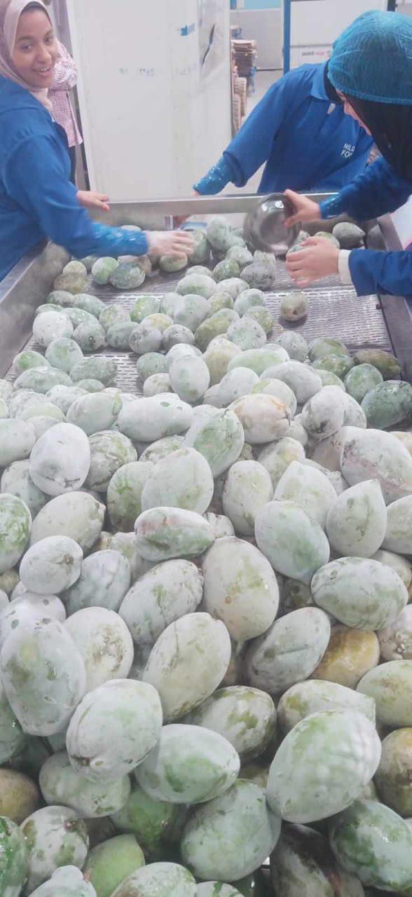 Premium egyptian IQF Mango for export