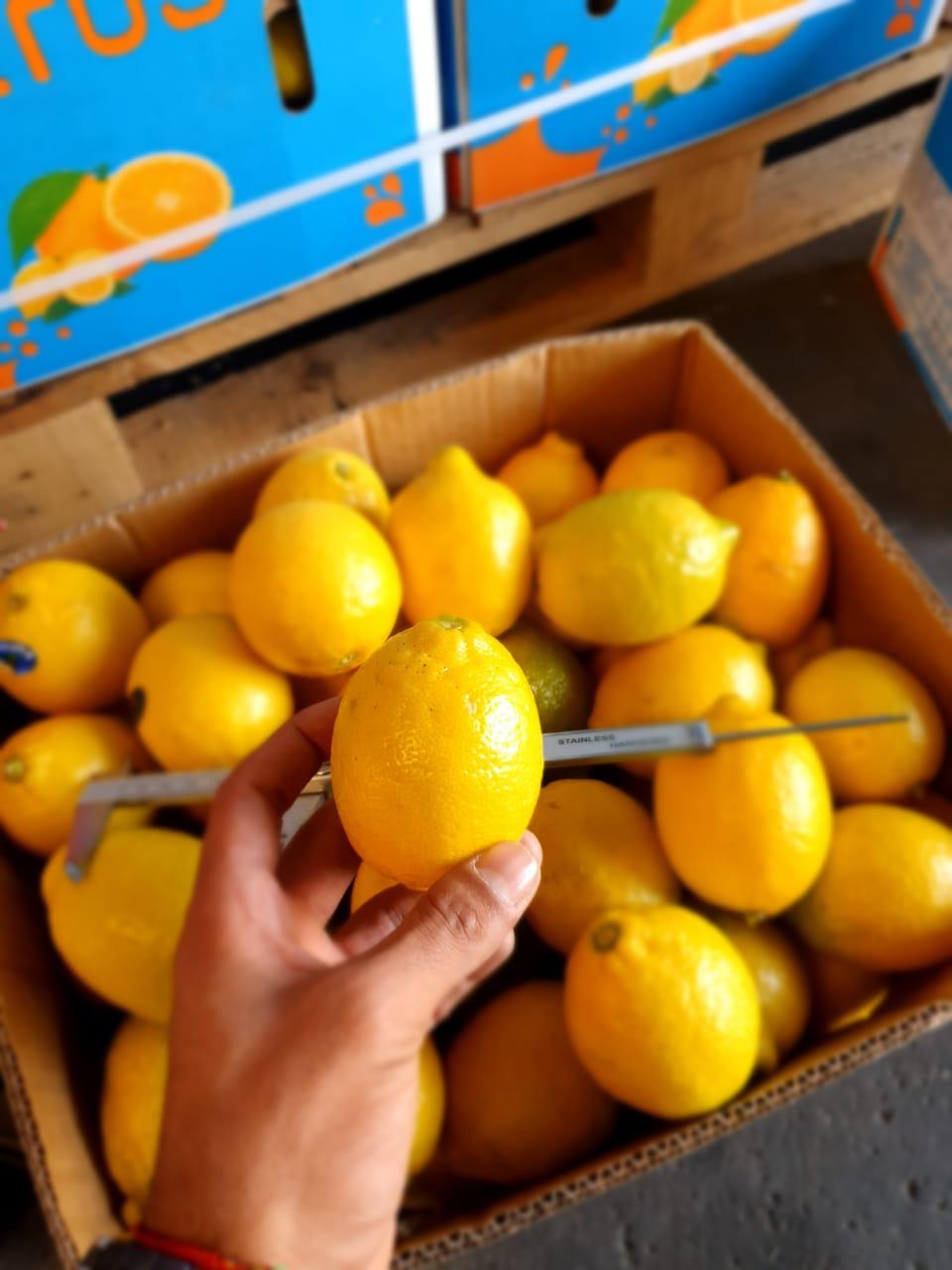 Premium Quality Egyptian Lemons for Export