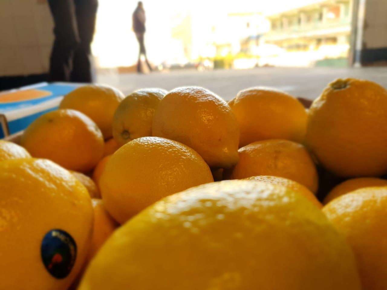 Premium Quality Egyptian Lemons for Export