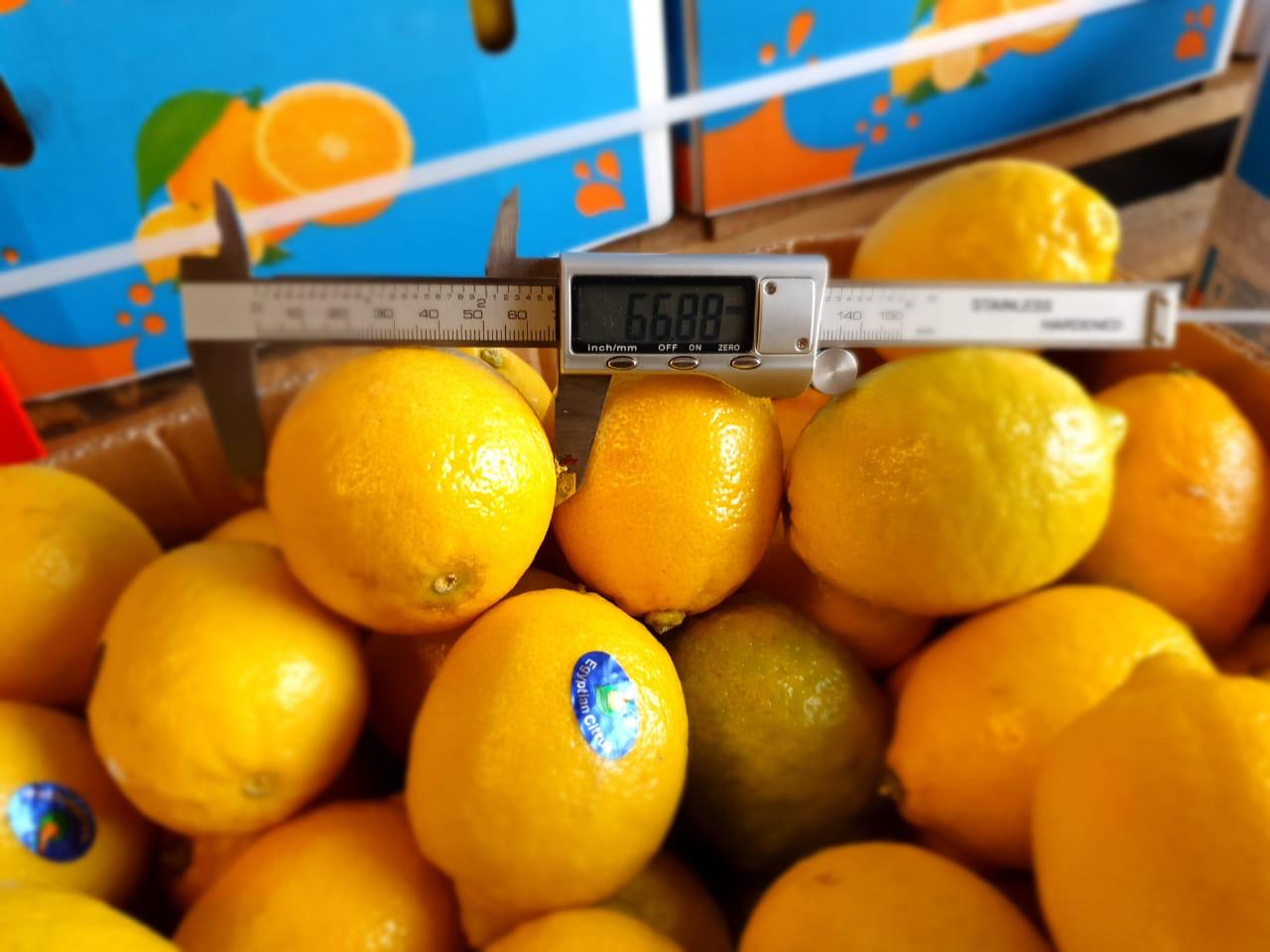 Premium Quality Egyptian Lemons for Export