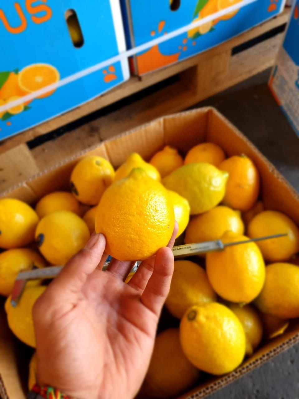 Premium Quality Egyptian Lemons for Export