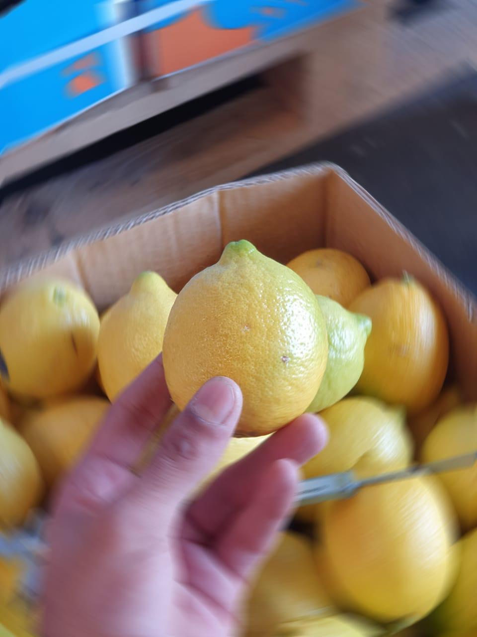 Premium Quality Egyptian Lemons for Export