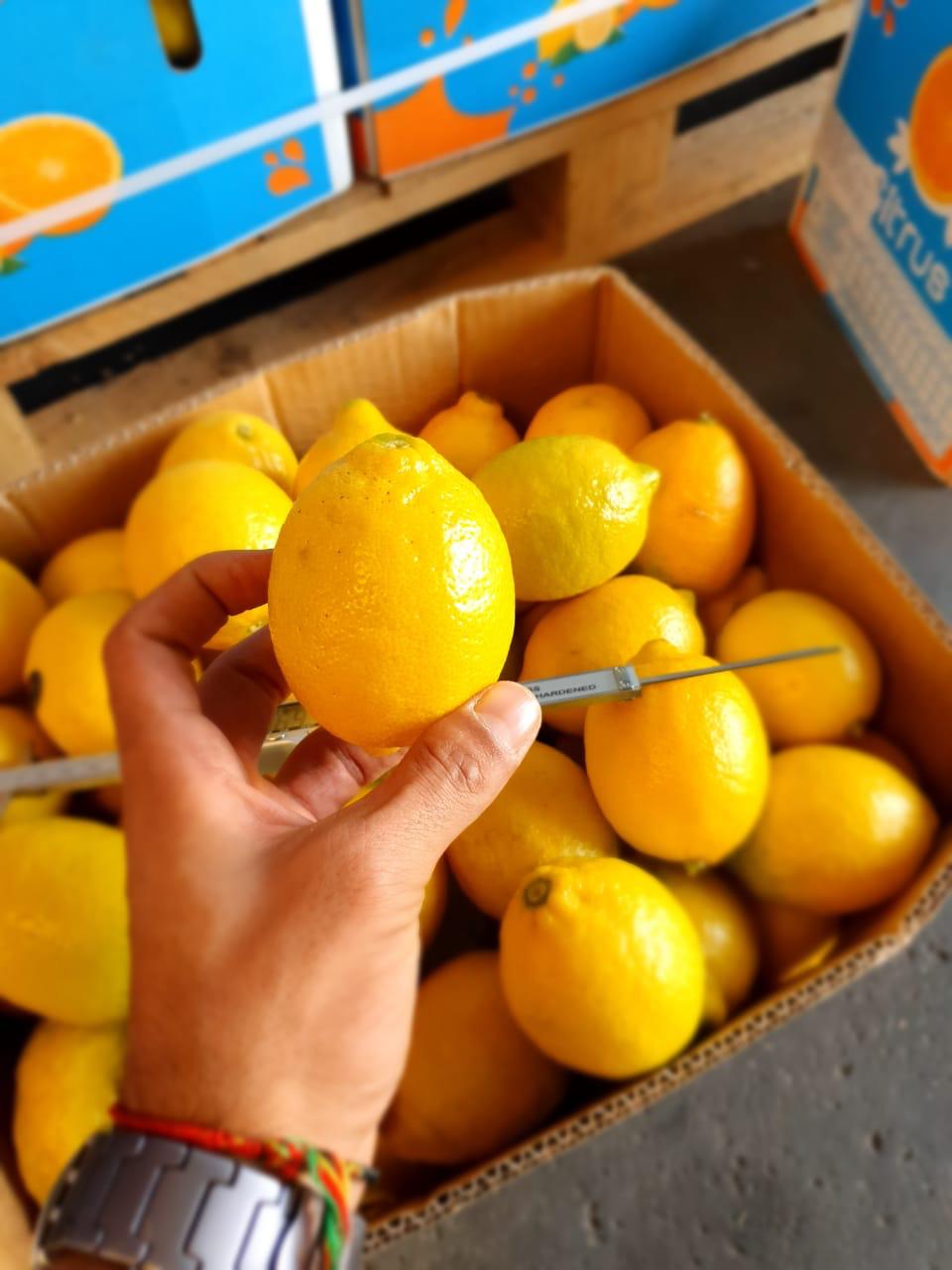 Premium Quality Egyptian Lemons for Export