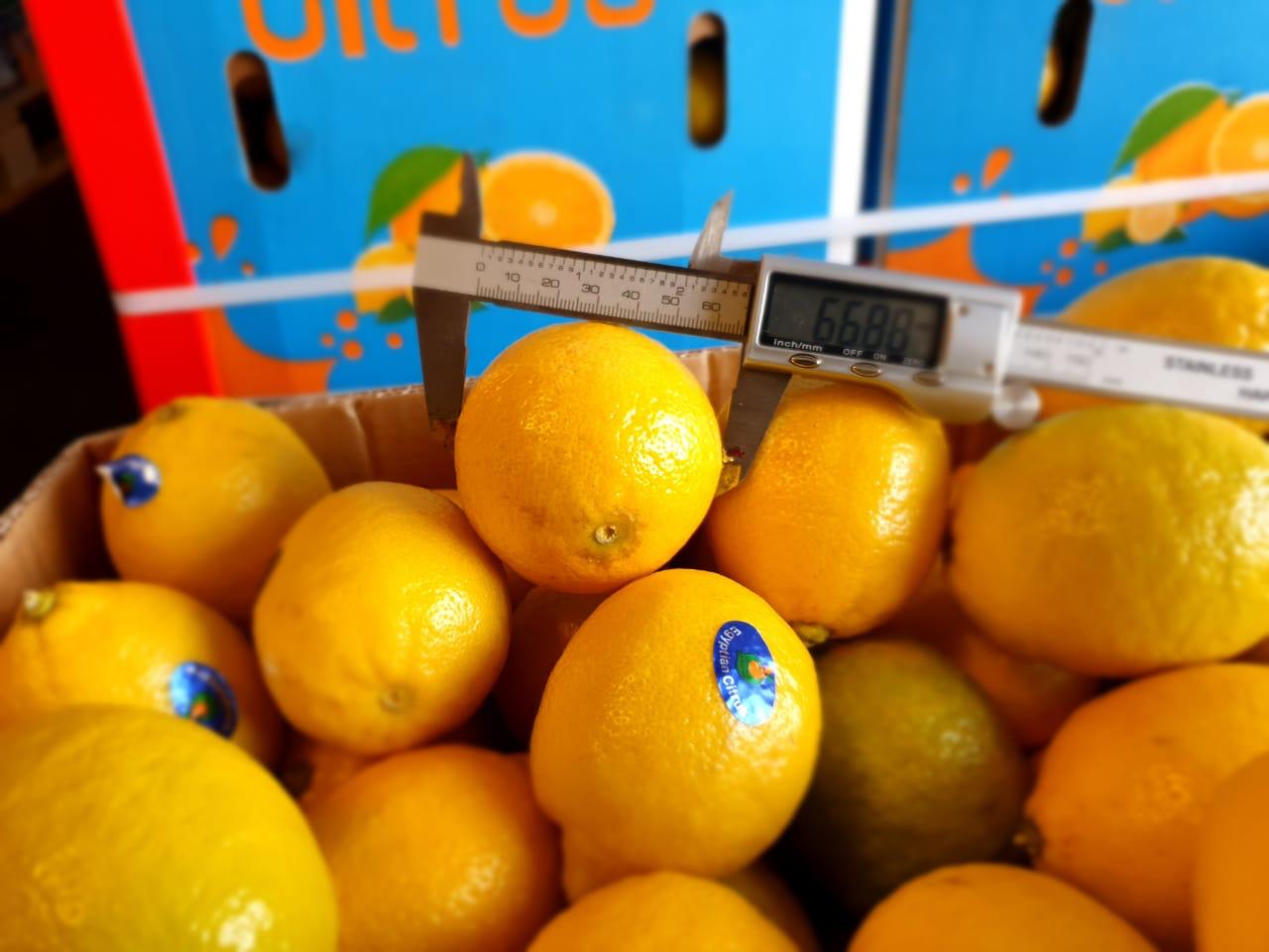 Premium Quality Egyptian Lemons for Export