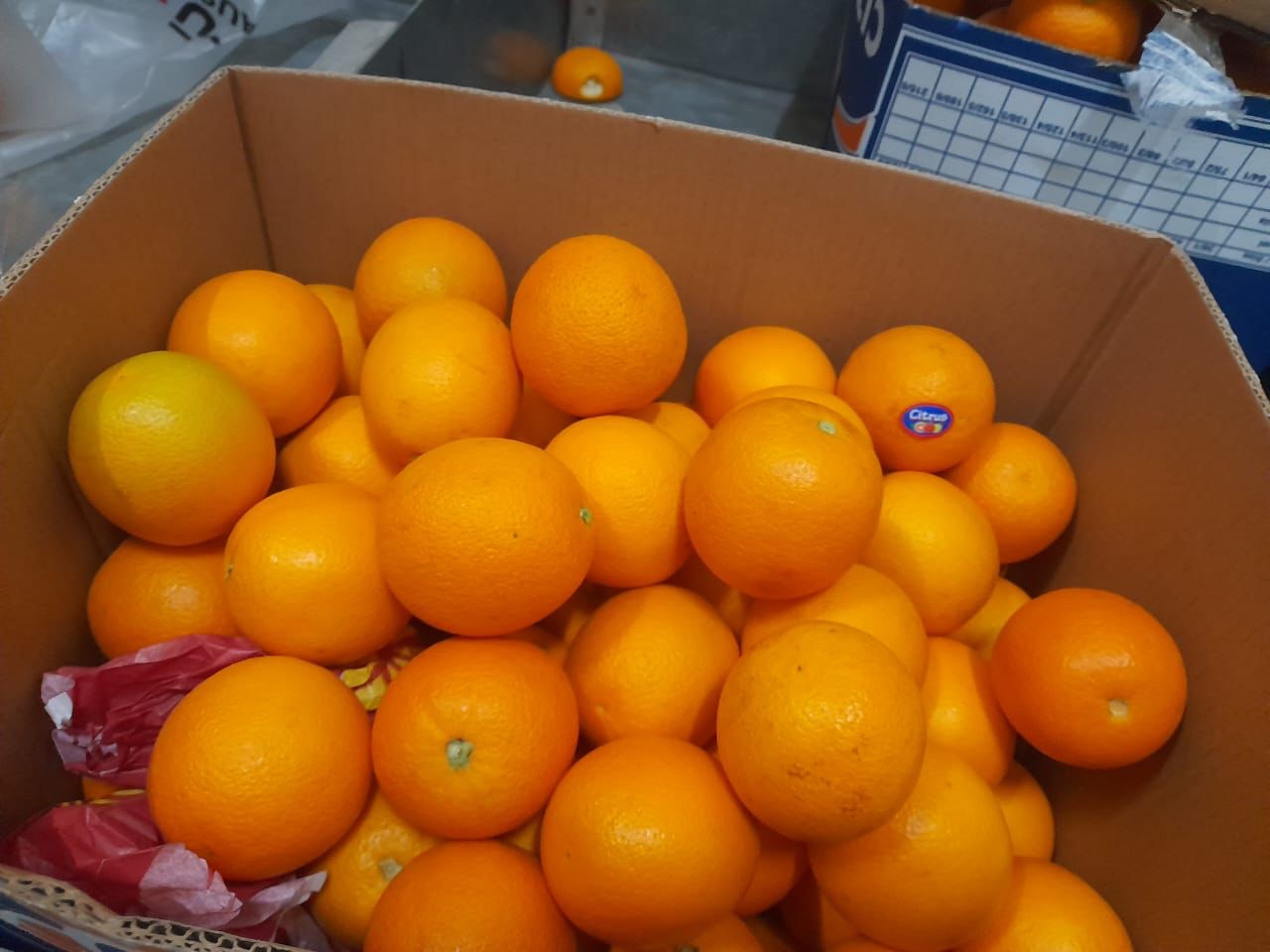 Premium egyptian Oranges for Export