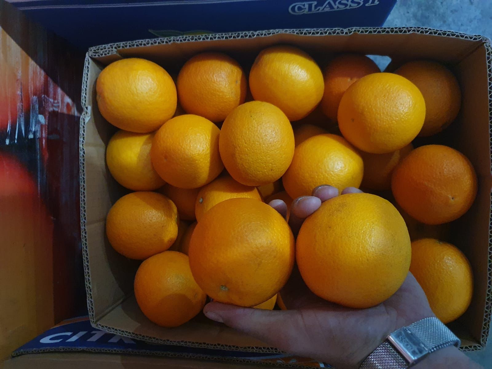 Premium egyptian Oranges for Export