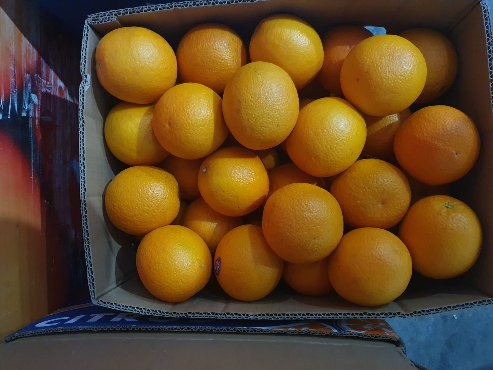 Premium egyptian Oranges for Export