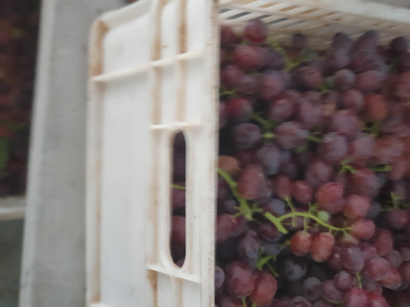 Egyptian Red Grapes -Premium quality