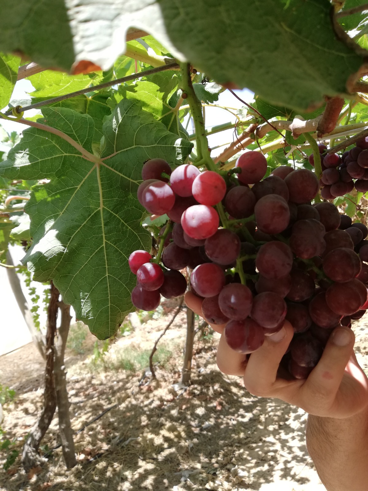 Egyptian Red Grapes -Premium quality