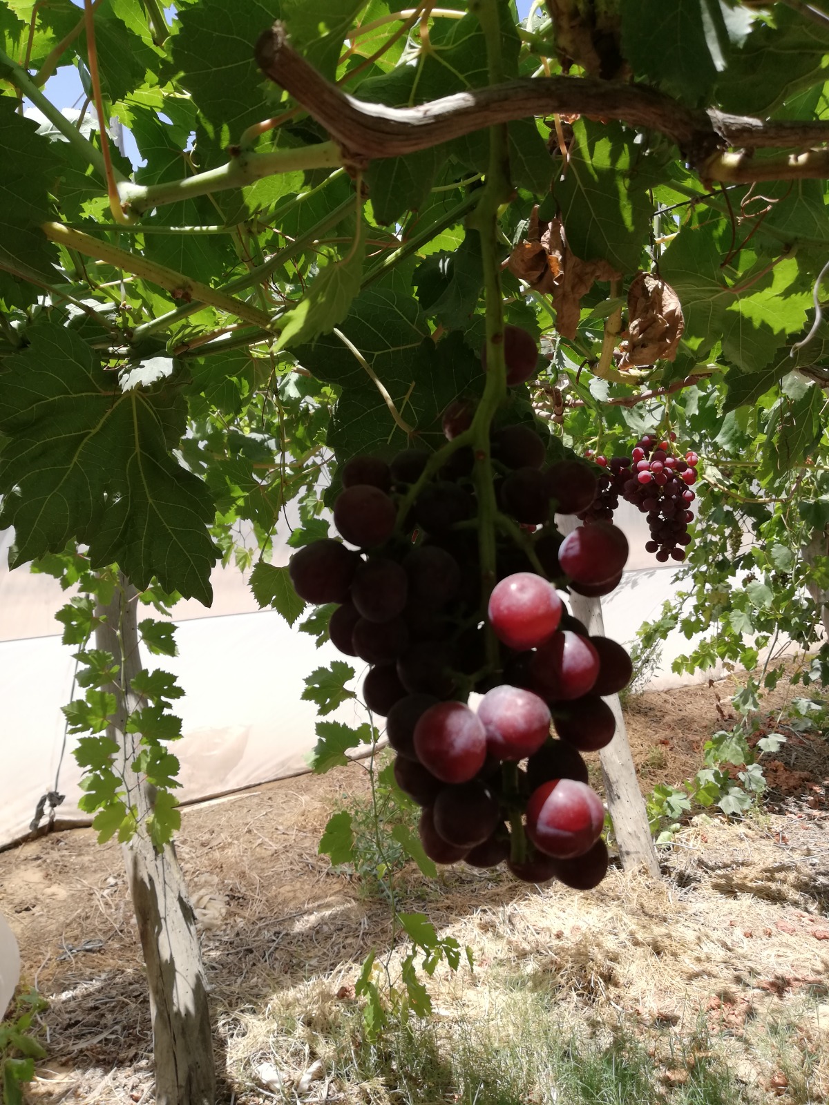 Egyptian Red Grapes -Premium quality
