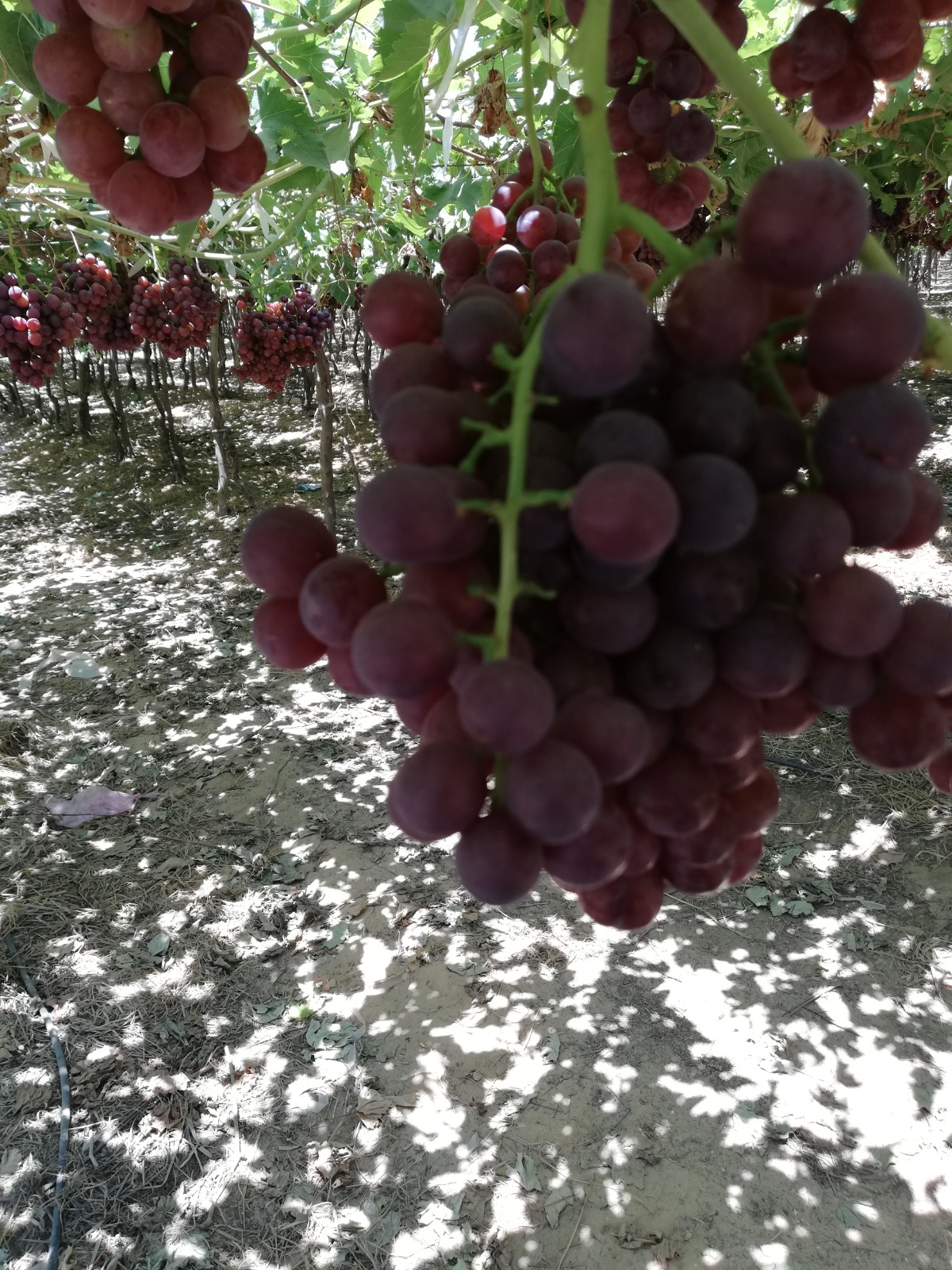 Egyptian Red Grapes -Premium quality