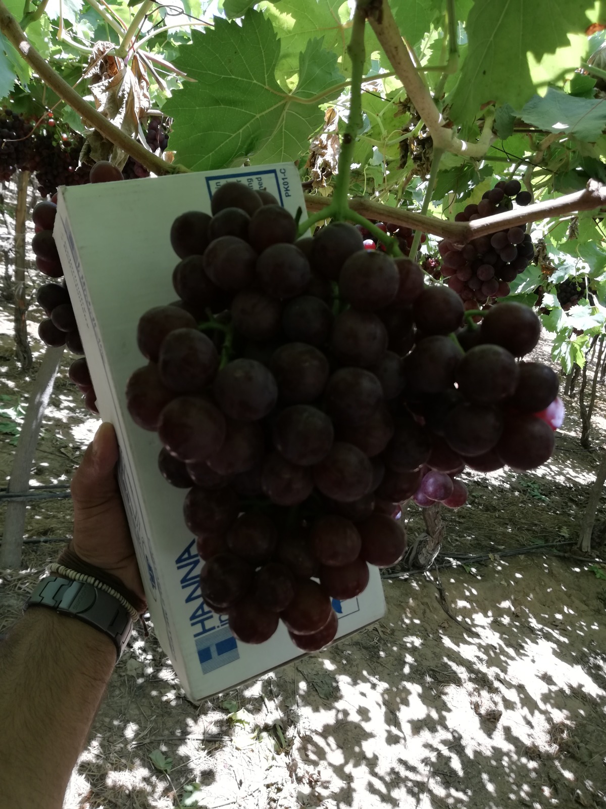 Egyptian Red Grapes -Premium quality