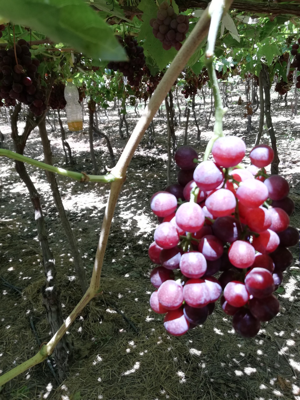 Egyptian Red Grapes -Premium quality