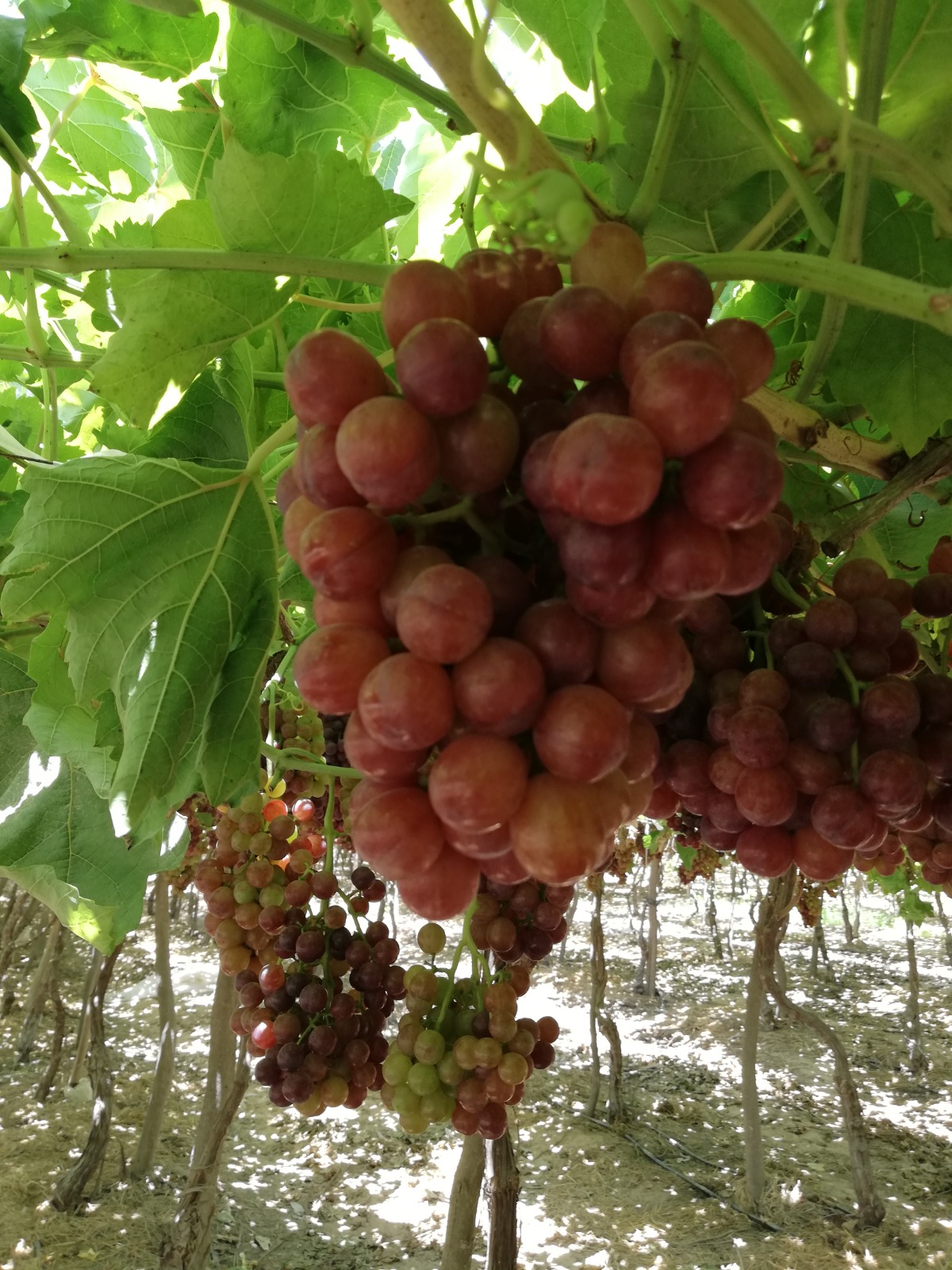 Egyptian Red Grapes -Premium quality