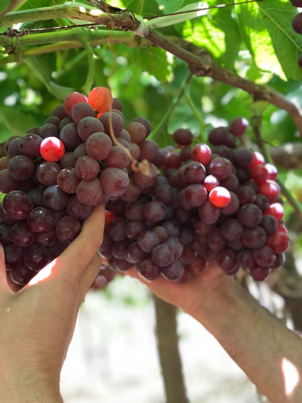 Egyptian Red Grapes -Premium quality