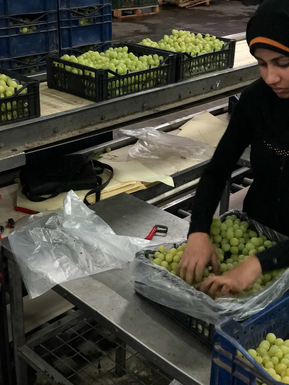 Egyptian White Grapes-Premium Export Quality