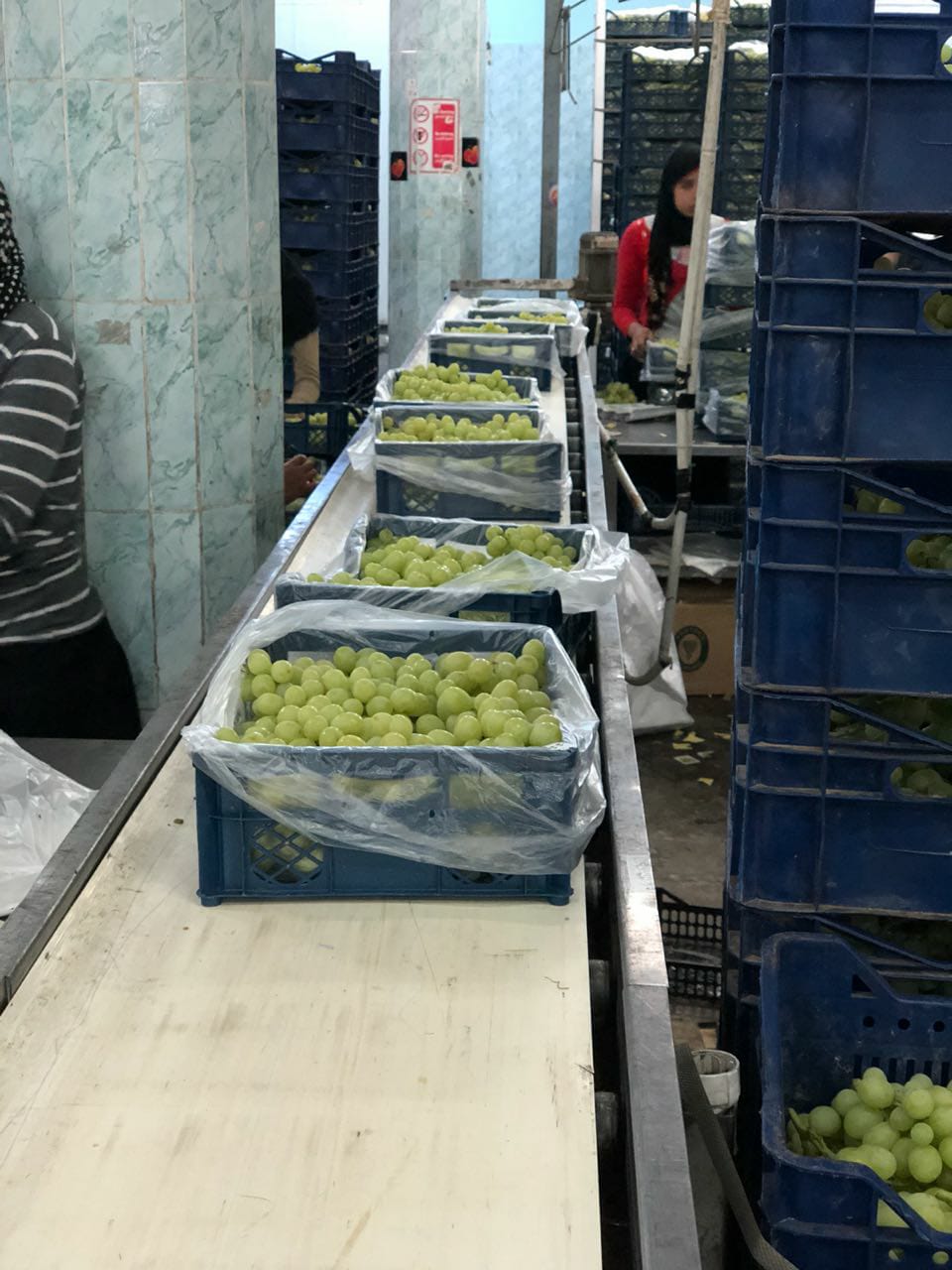 Egyptian White Grapes-Premium Export Quality