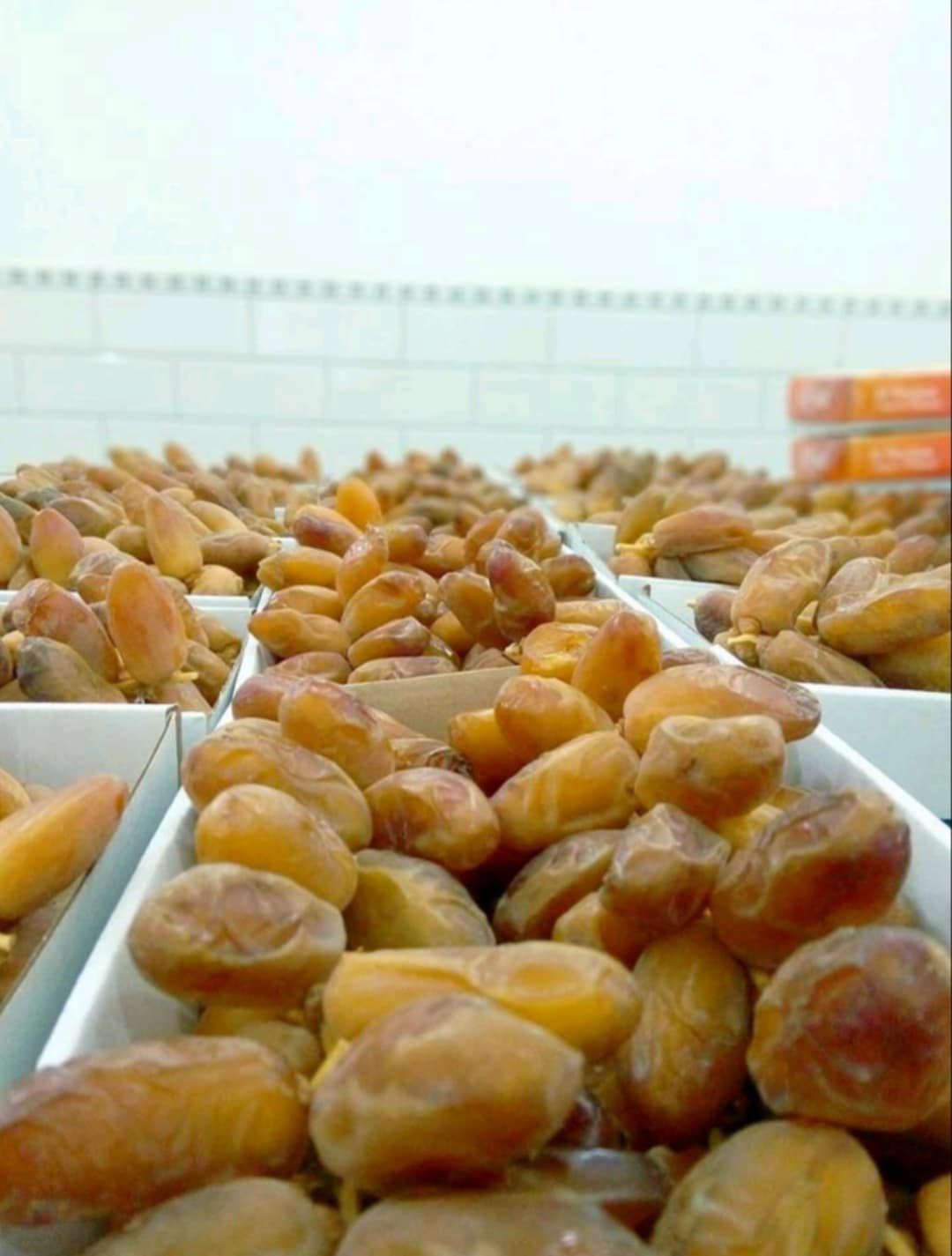 TUNISIAN DATTES
