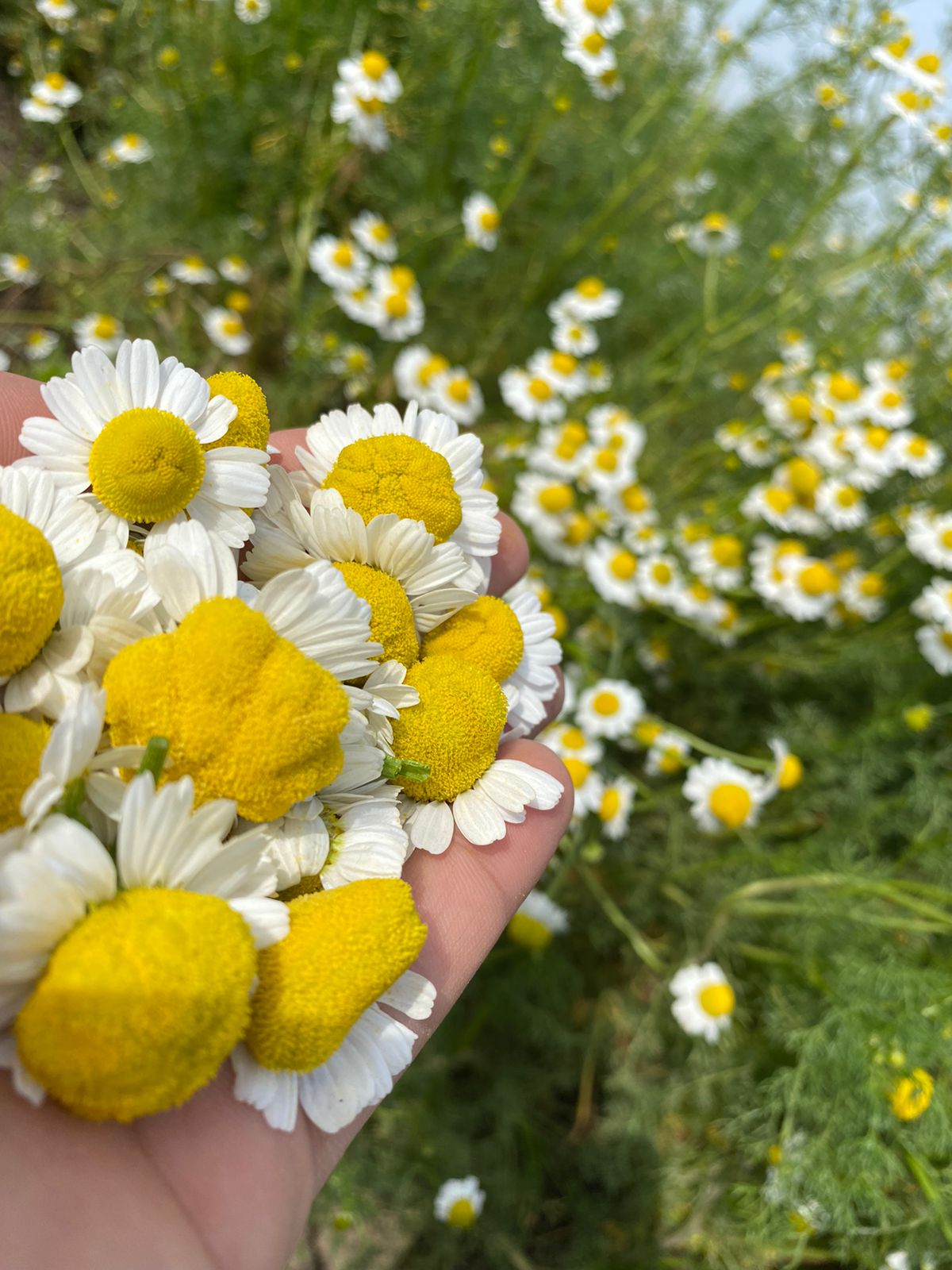 Chamomile
