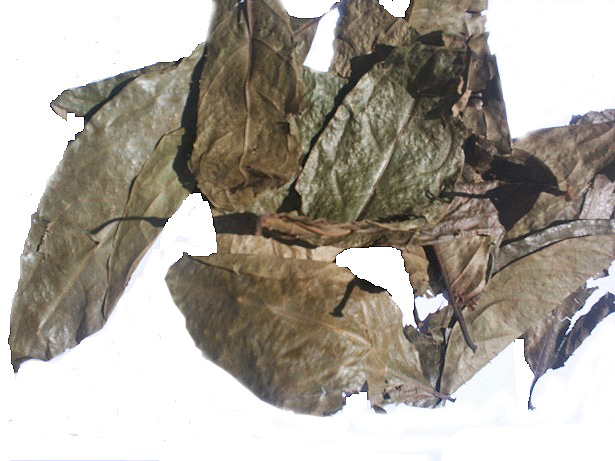 Huambisa (Chaliponga) leaf