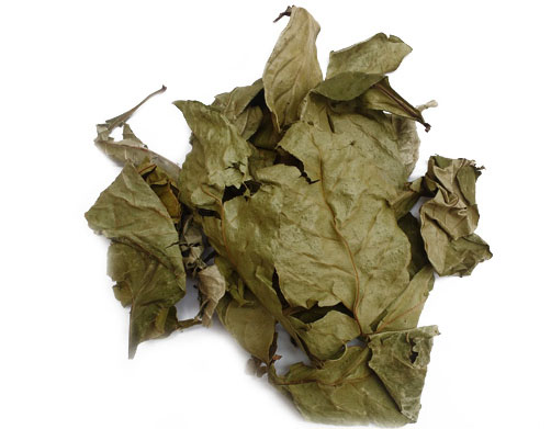 Chacruna leaf