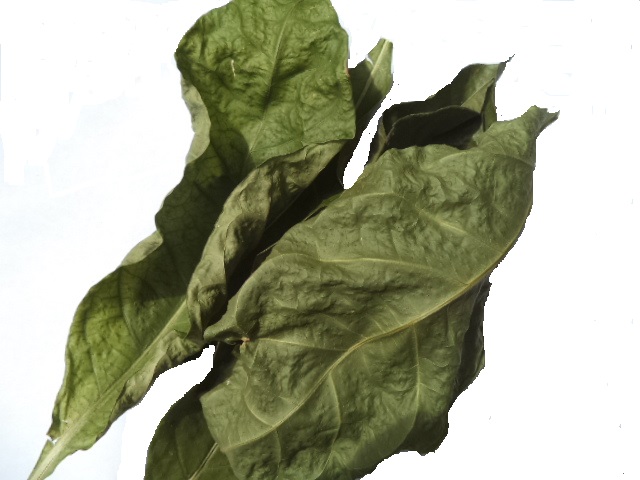 Ajos Sacha leaf
