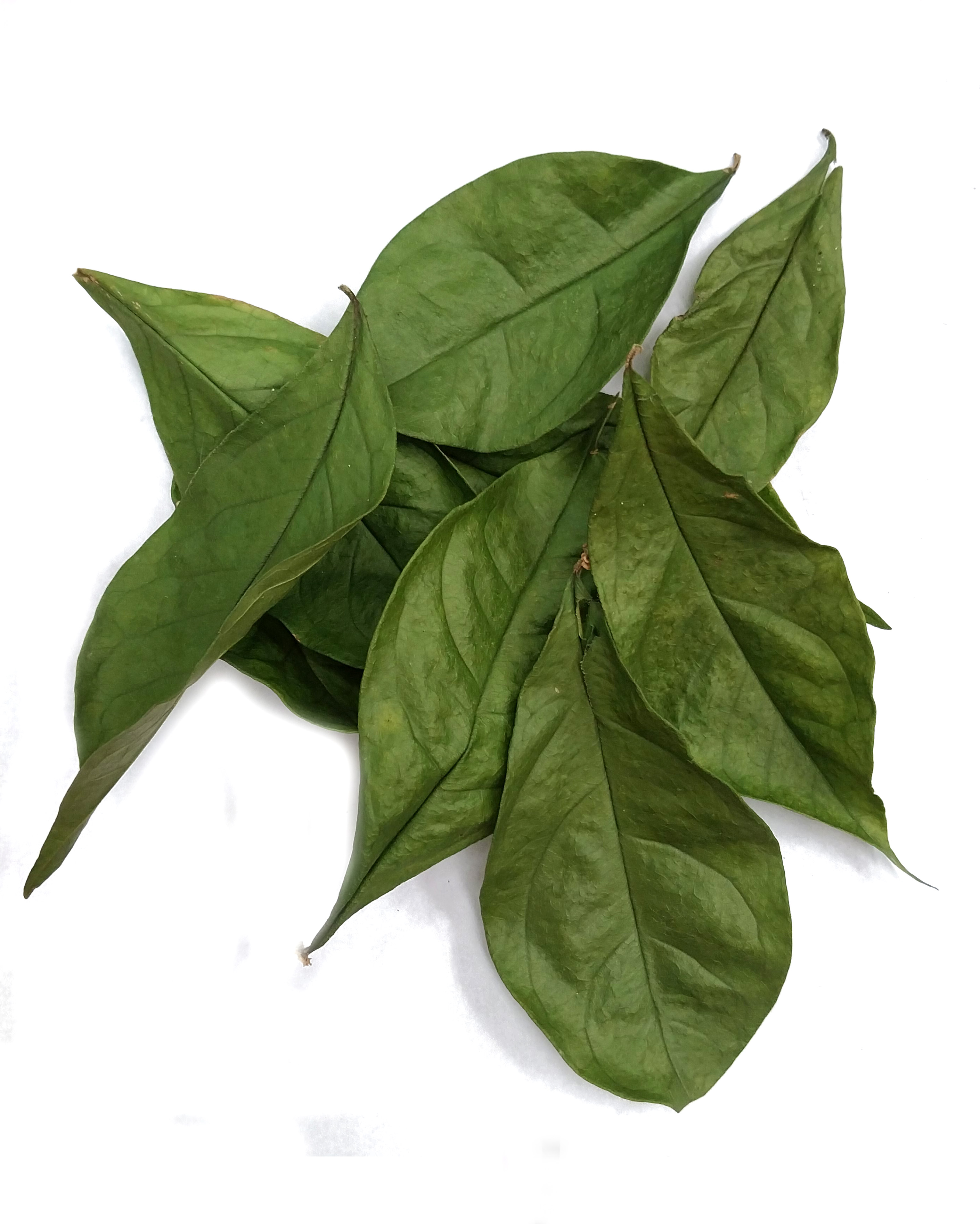 Chiric Sanango leaf