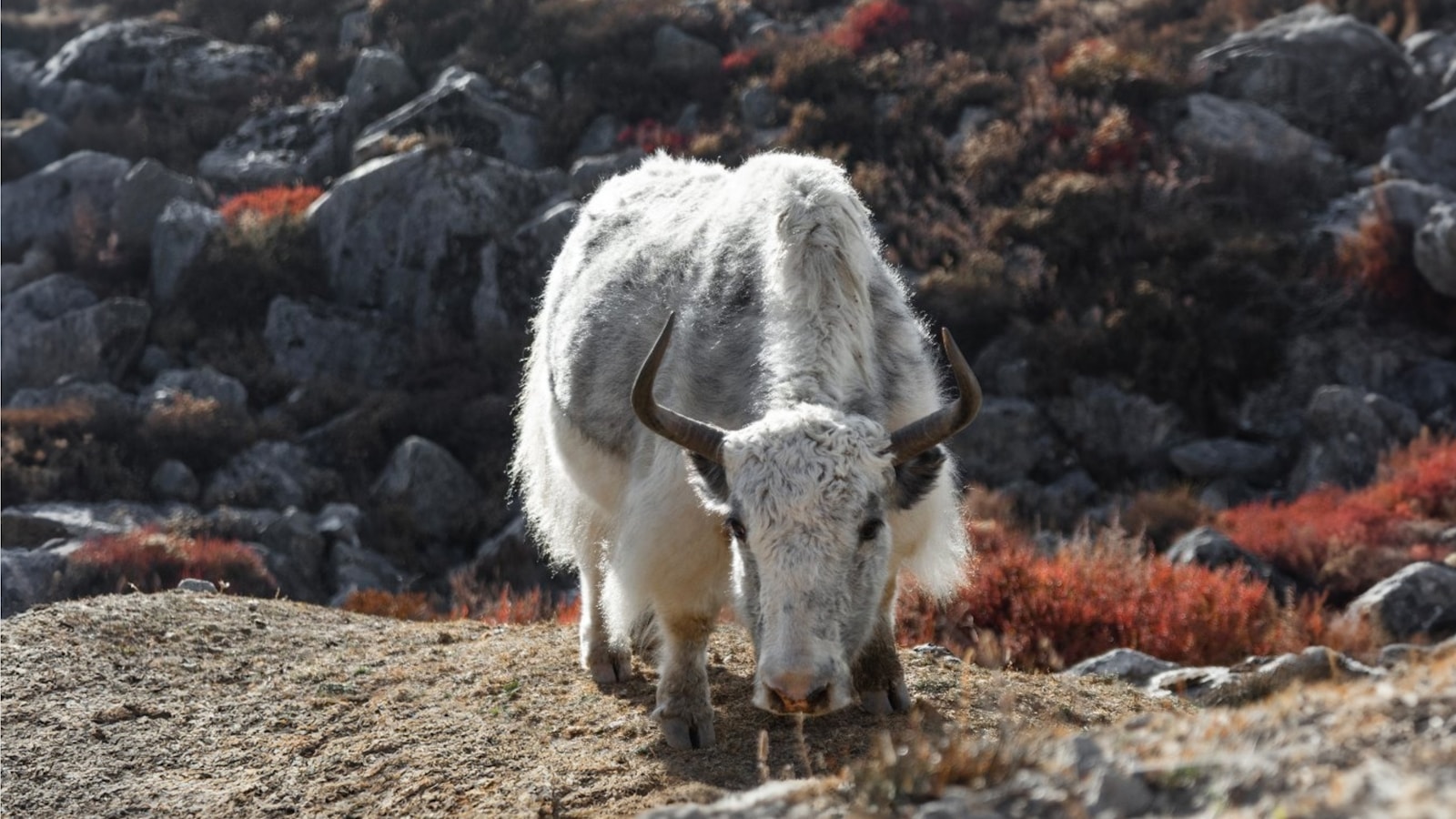 Langtang Trek