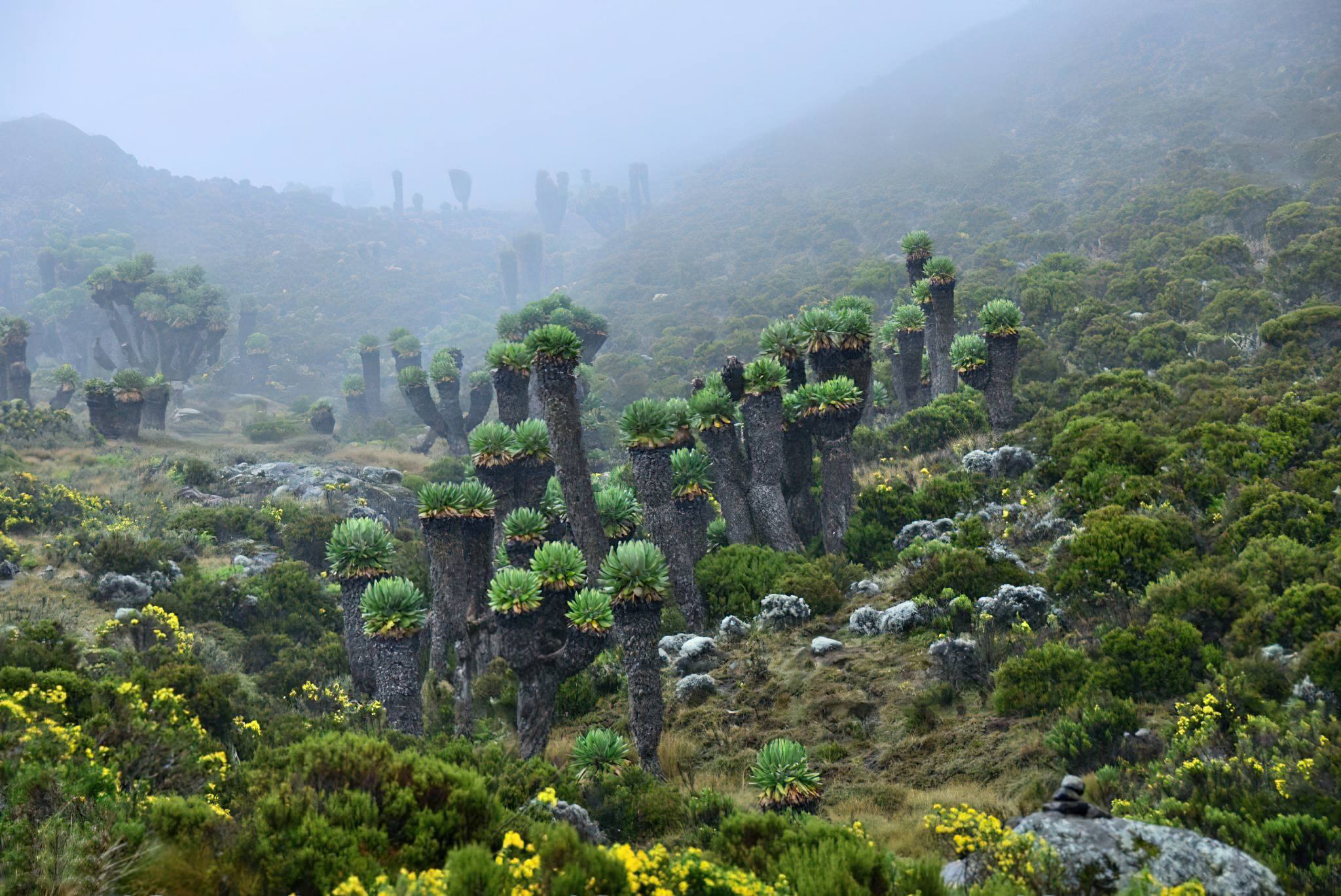 Kilimanjaro Climbing -7 Days Machame Route
