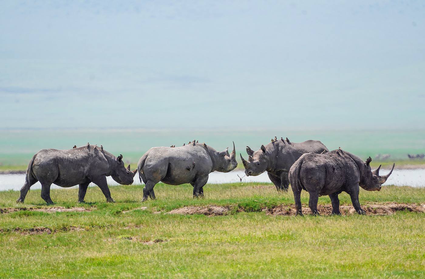 Ngorongoro Crater Day Trips