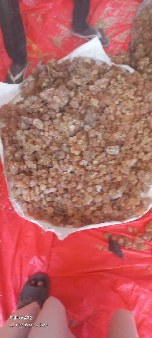 صمغ عربى