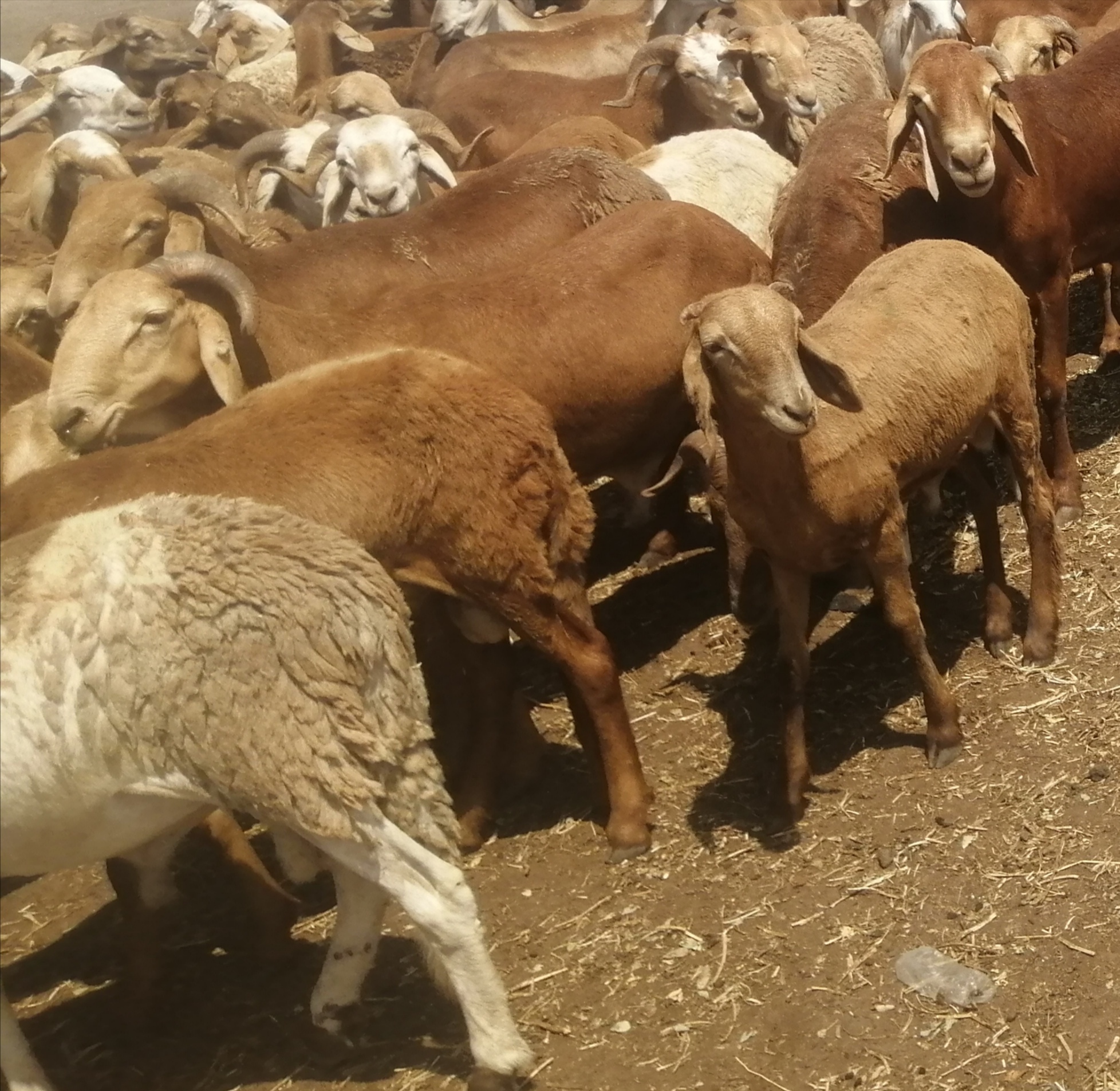 خروف سواكنى حمرى