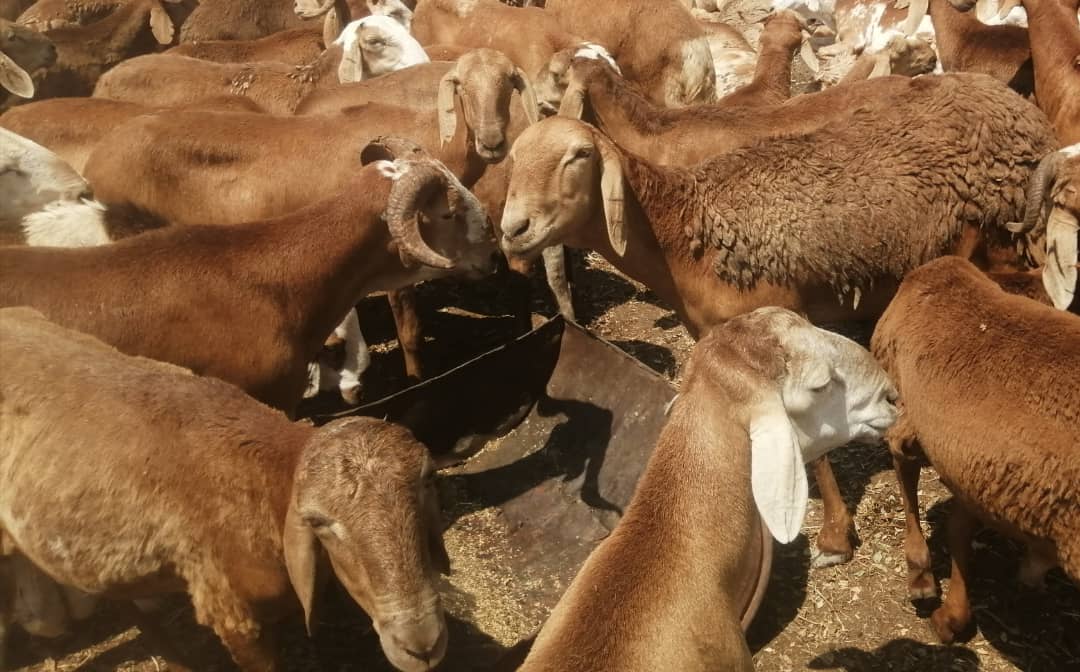 خروف سواكنى حمرى