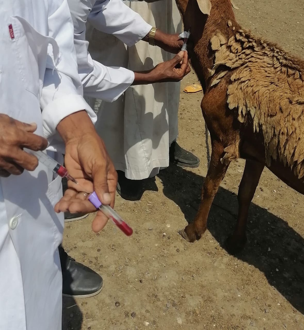 خروف سواكنى حمرى