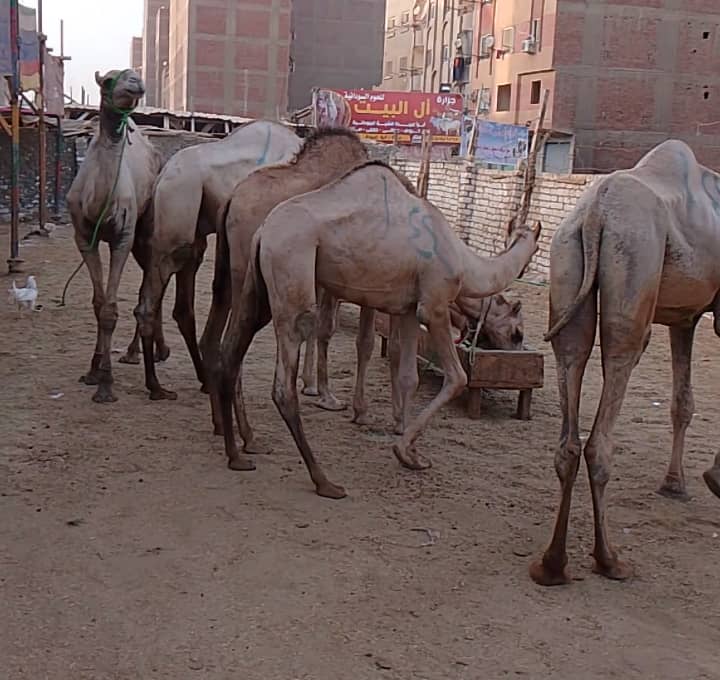 جمال سواكنى