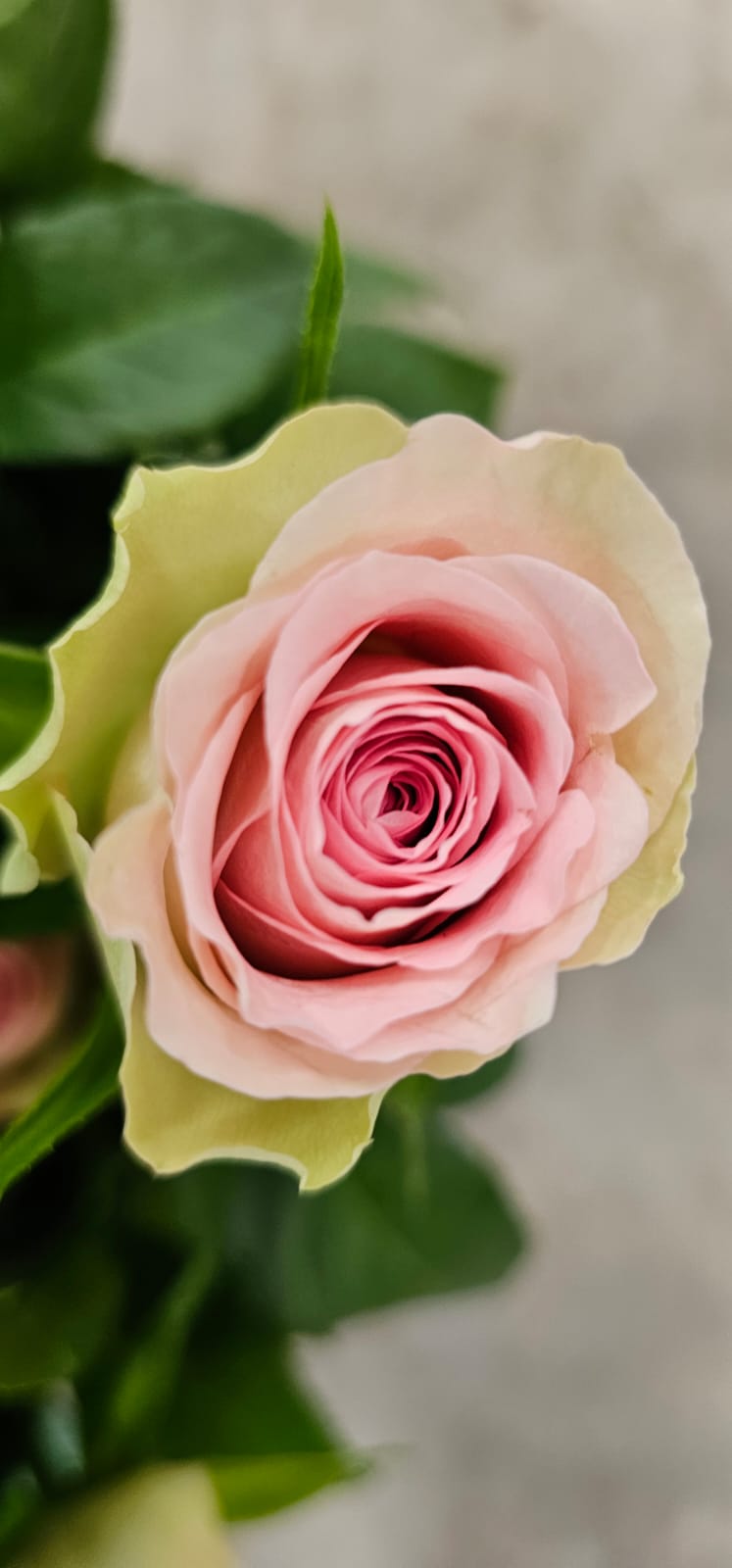 Fresh cut Roses