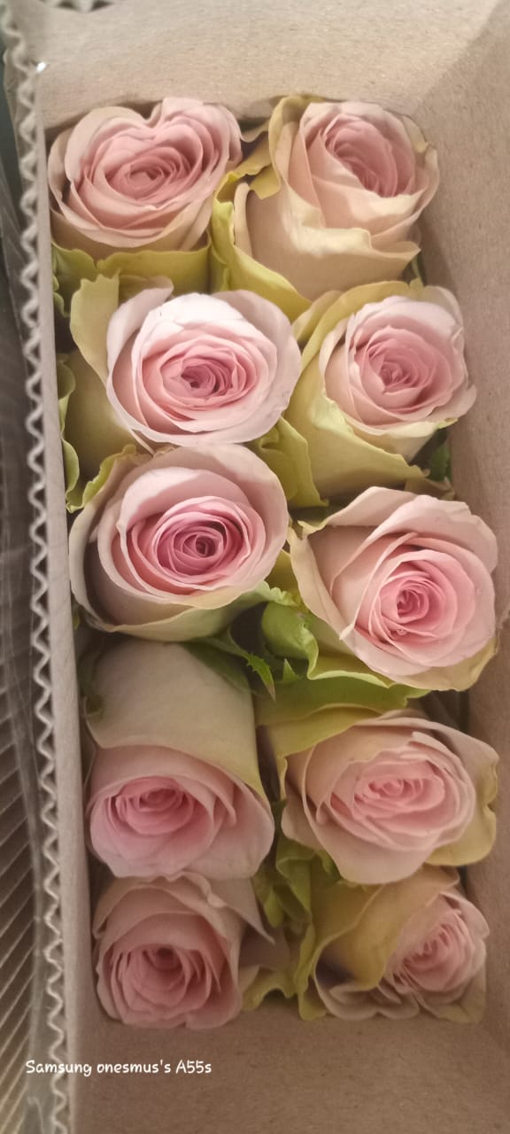 Fresh cut Roses