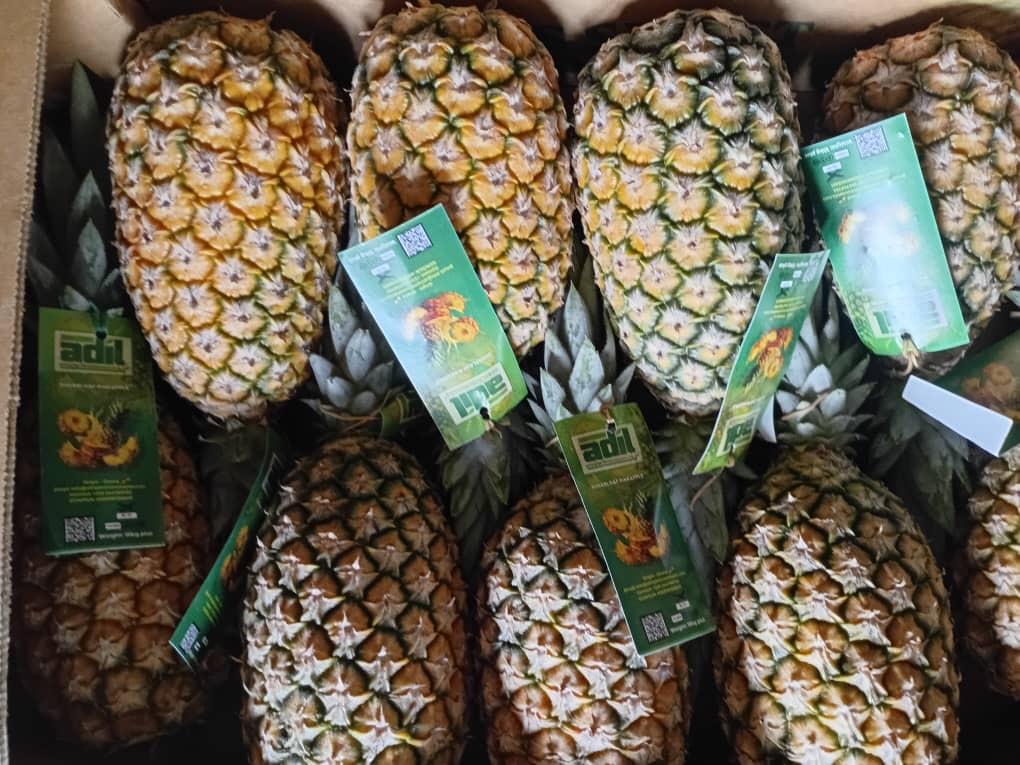 Pineapples