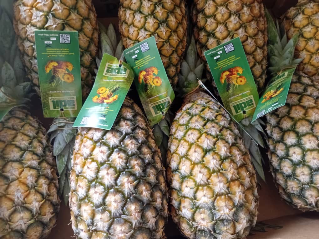 Pineapples