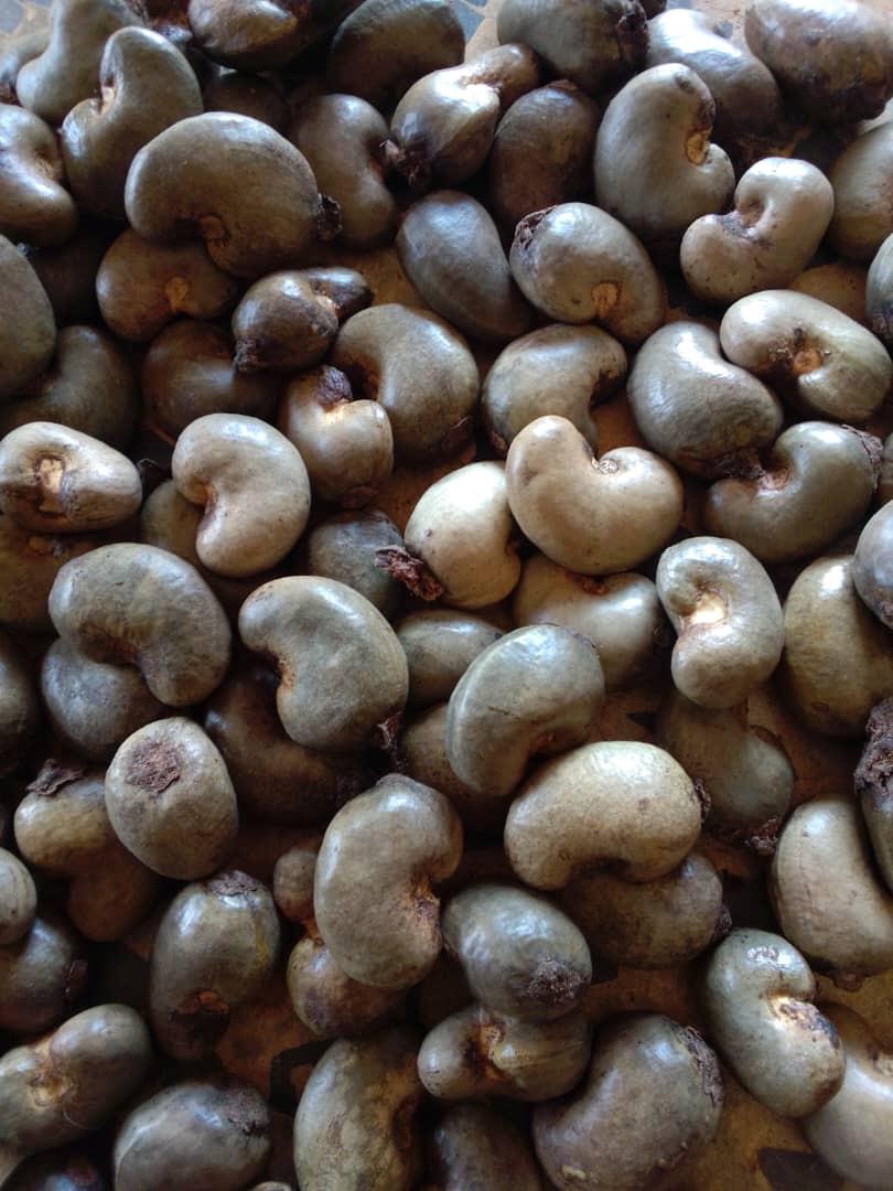 Raw Cashew Nut In Shell & Cahsew Kernels
