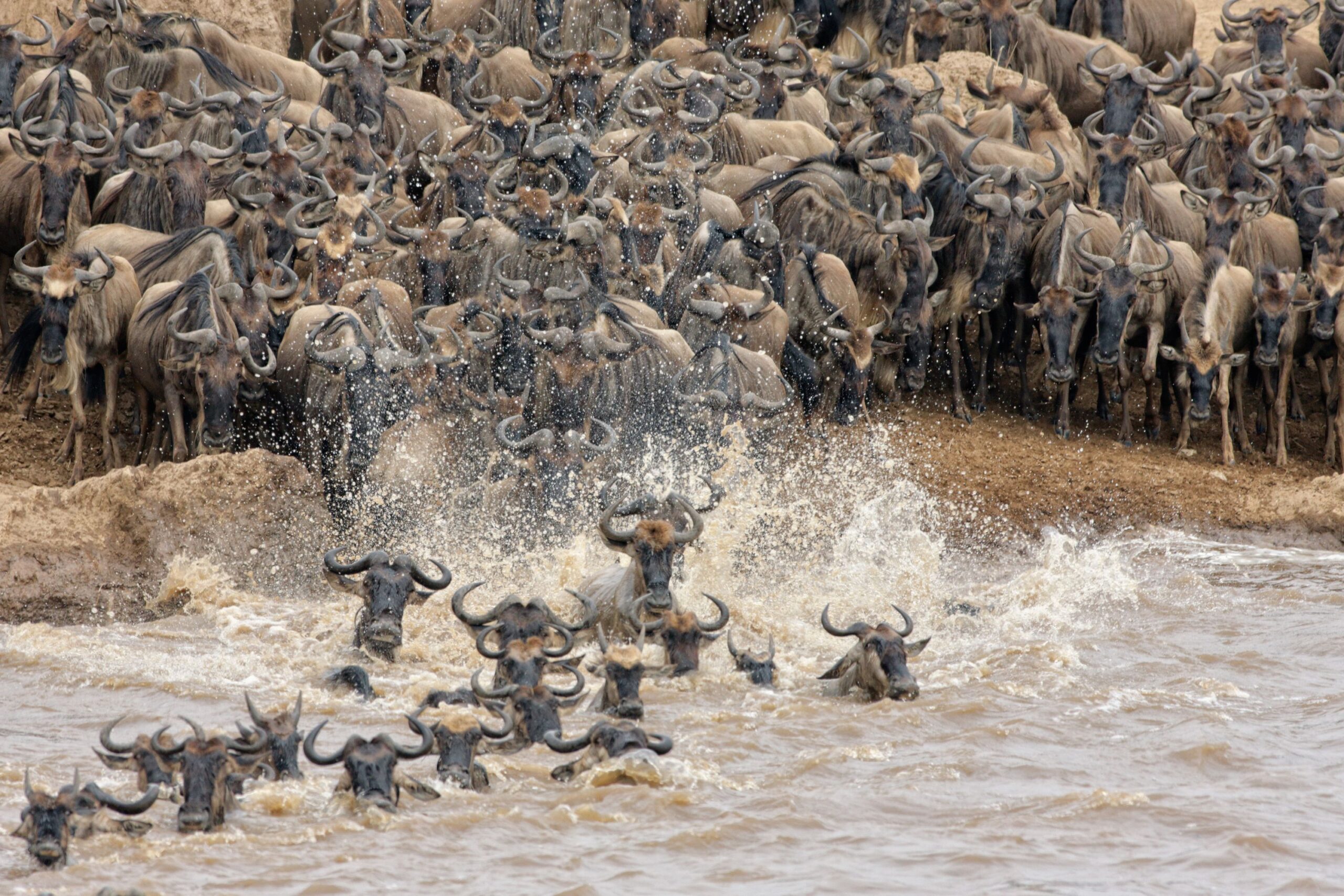 10 DAYS  WILDEBEEST MIGRATION CROSSING MARA RIVER