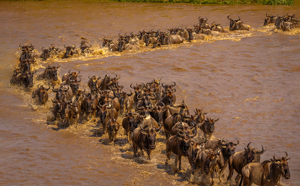 10 DAYS  WILDEBEEST MIGRATION CROSSING MARA RIVER