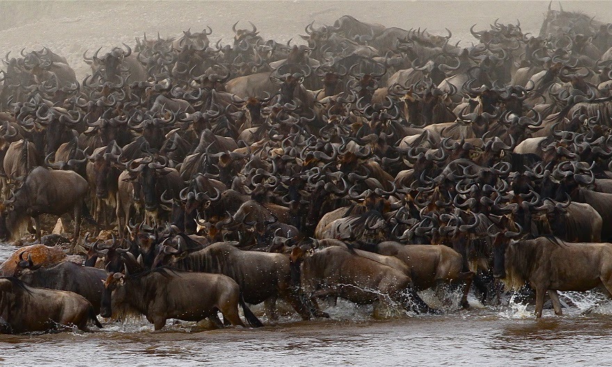 10 DAYS  WILDEBEEST MIGRATION CROSSING MARA RIVER