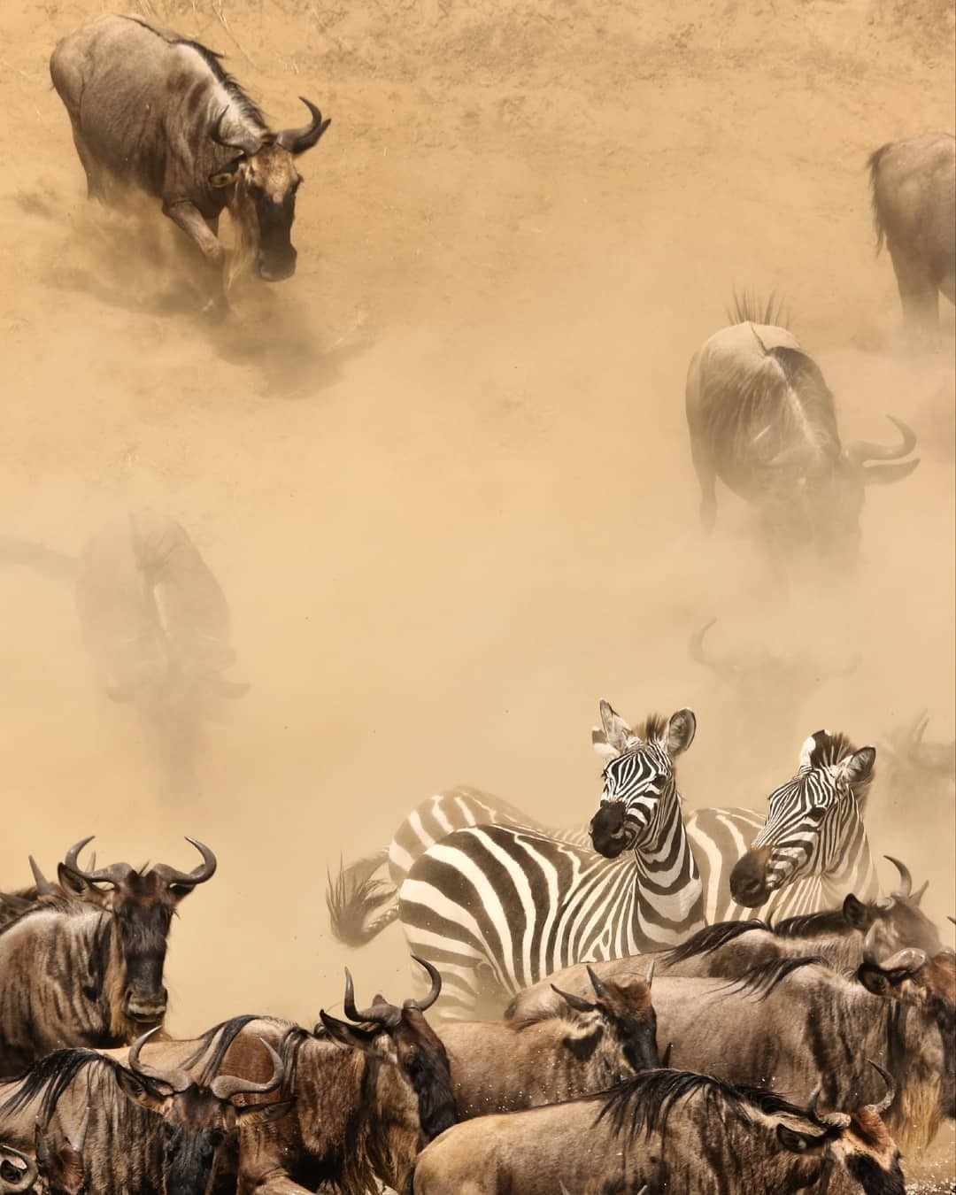 10 DAYS  WILDEBEEST MIGRATION CROSSING MARA RIVER