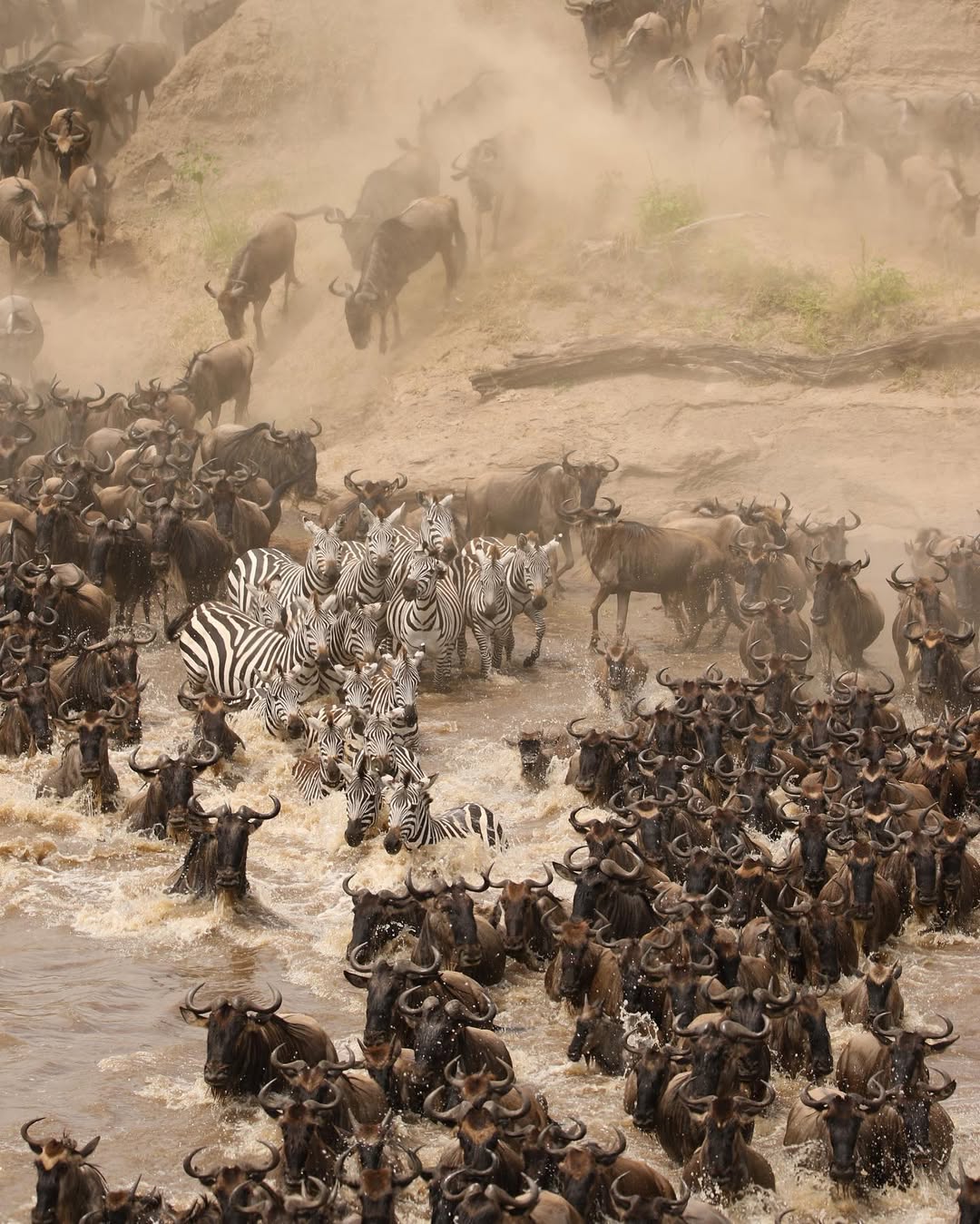 10 DAYS  WILDEBEEST MIGRATION CROSSING MARA RIVER